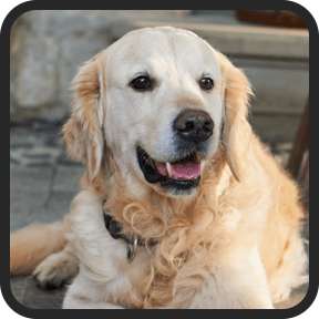 UltraK9 Pro customer reviews